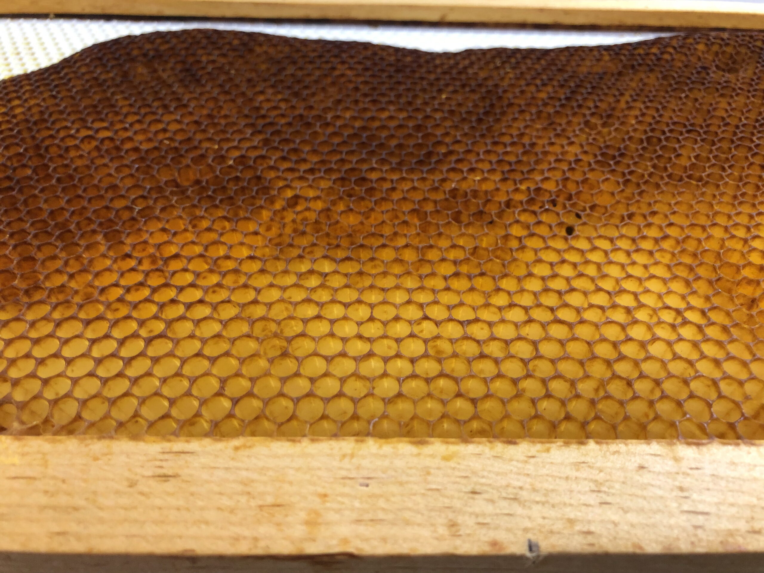 Figure 3: Workers apply a thin layer of propolis to the rim of every wax cell to increase the structural integrity of comb.
Photo Credit: Theresa Martin