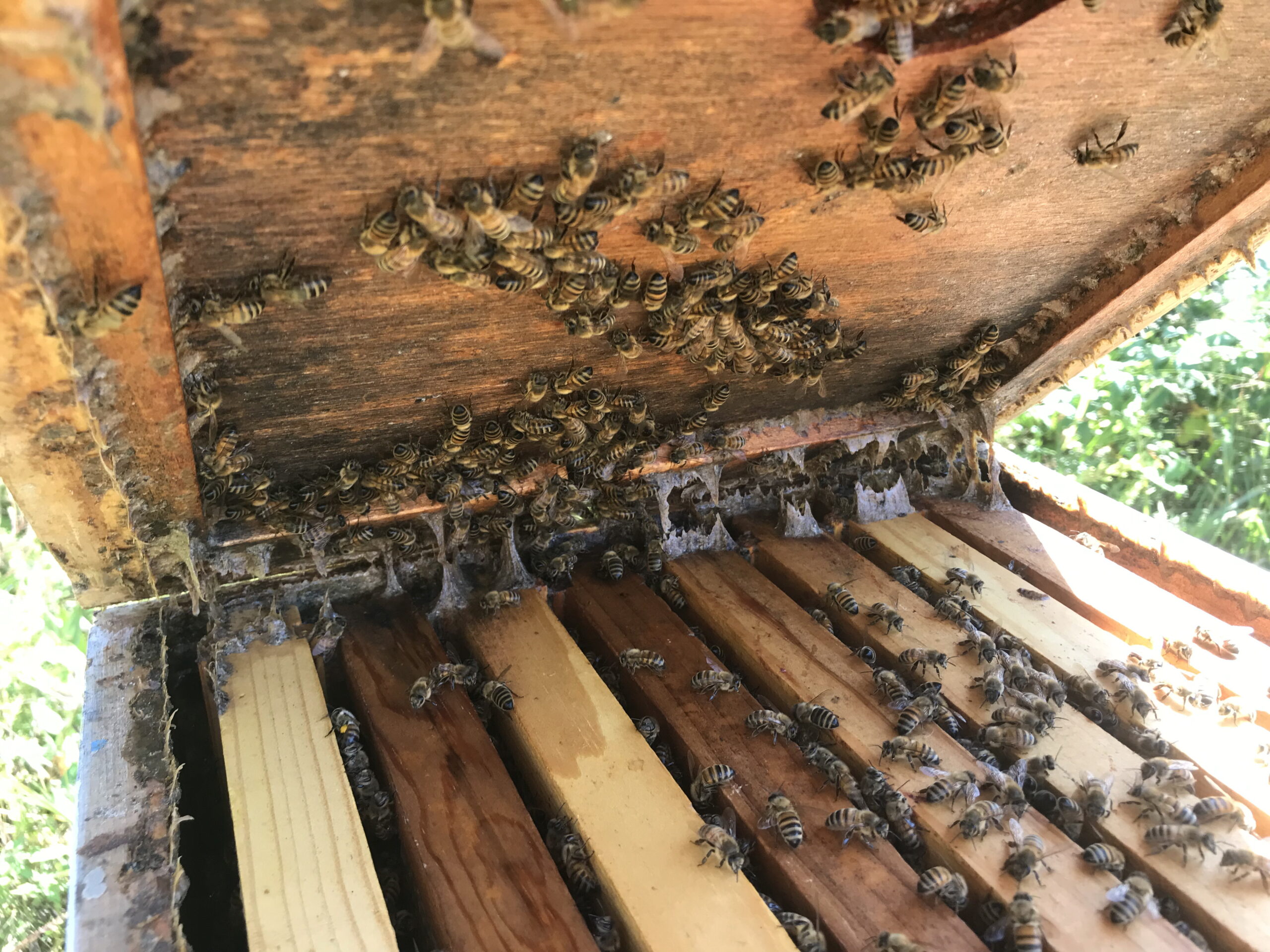 Figure 4: I select for colonies that deposit the most propolis. Propolis is used as caulk, making homes snug and draft-free.
Photo Credit: Theresa Martin
