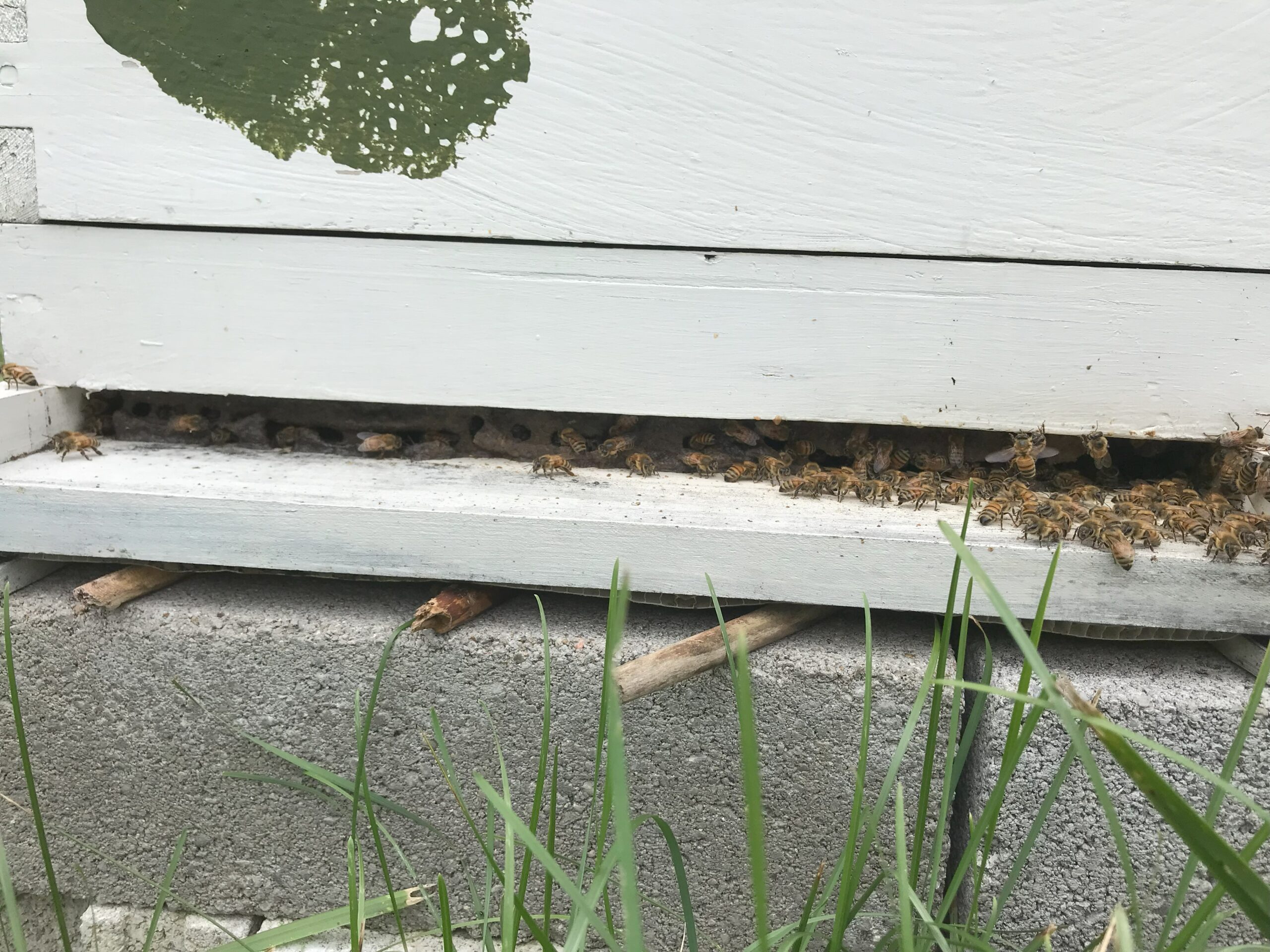 Figure 5: One of my colonies created a propolis “curtain,” drastically reducing the size of their hive entrance. Photo Credit: Theresa Martin