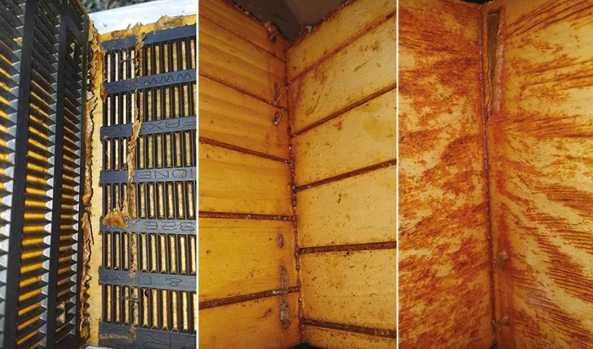 Figure 6: Hodges and colleagues studied three methods that encourage bees to create a propolis envelop within existing hive bodies, as shown here. Photo Credit: Hodges et al. (2019). Full reference at the end of this article.