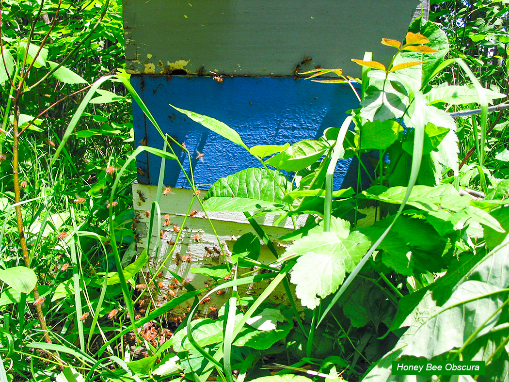 Figure 1 This hive entrance could use some quick help.