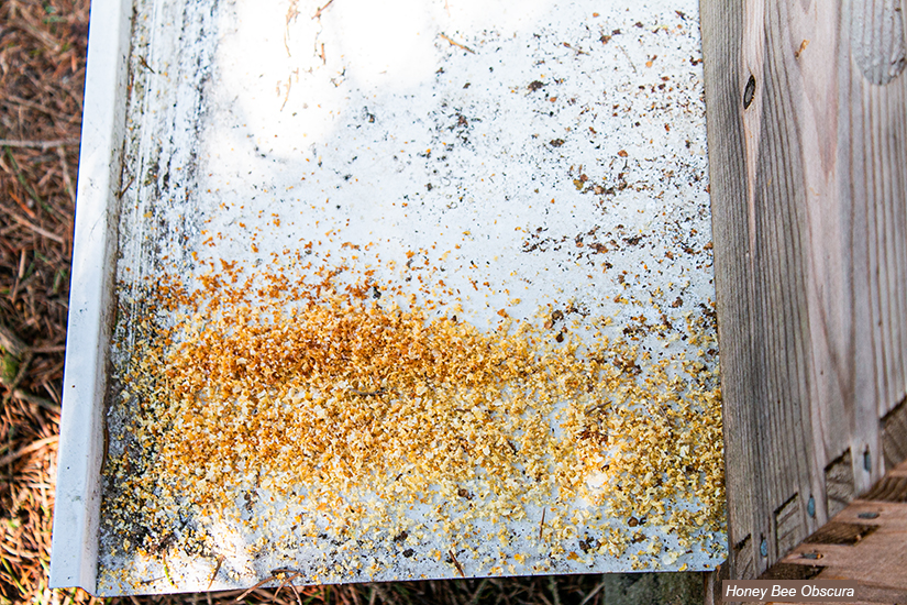 Figure 2 Residue on my screen bottom board tray. (Looking down onto it from the back of the hive.)