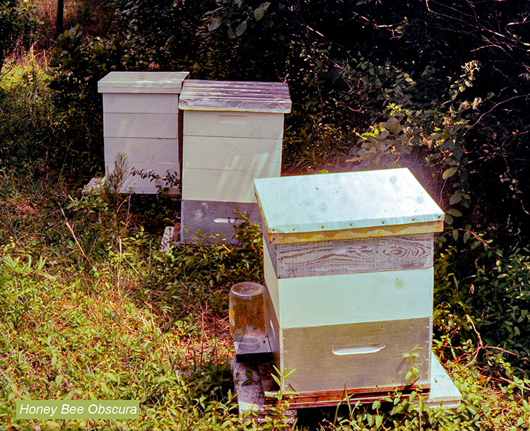 Figure 3 A Boardman Entrance Feeder on some of my first beehives in 1973. While I still have some of these feeders, I rarely use them.
