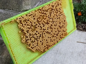 Capped drone brood frame removed before mites emerge.
Photo Credit: Richard Wahl.