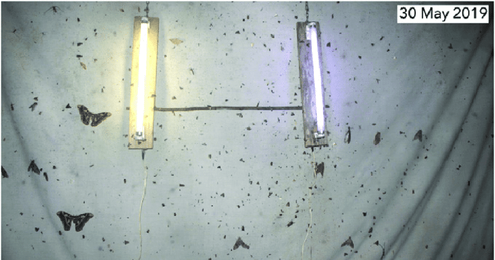 “When first set up in Costa Rica in 1979 this light trap attracted so many moths that the sheet was barely visible. Subsequent annual light traps looked similar until more recently when the number of moths attracted to the annual light trap has declined precipitously. Photo Source: Janzen, D. H., Hallwachs, W. (2021) To us insectomers, it is clear that insect decline in our Costa Rican tropics is real, so let’s be kind to the survivors, Proceedings of the National Academy of Sciences of the United States of America (PNAS), 118 (2) e2002546117”
