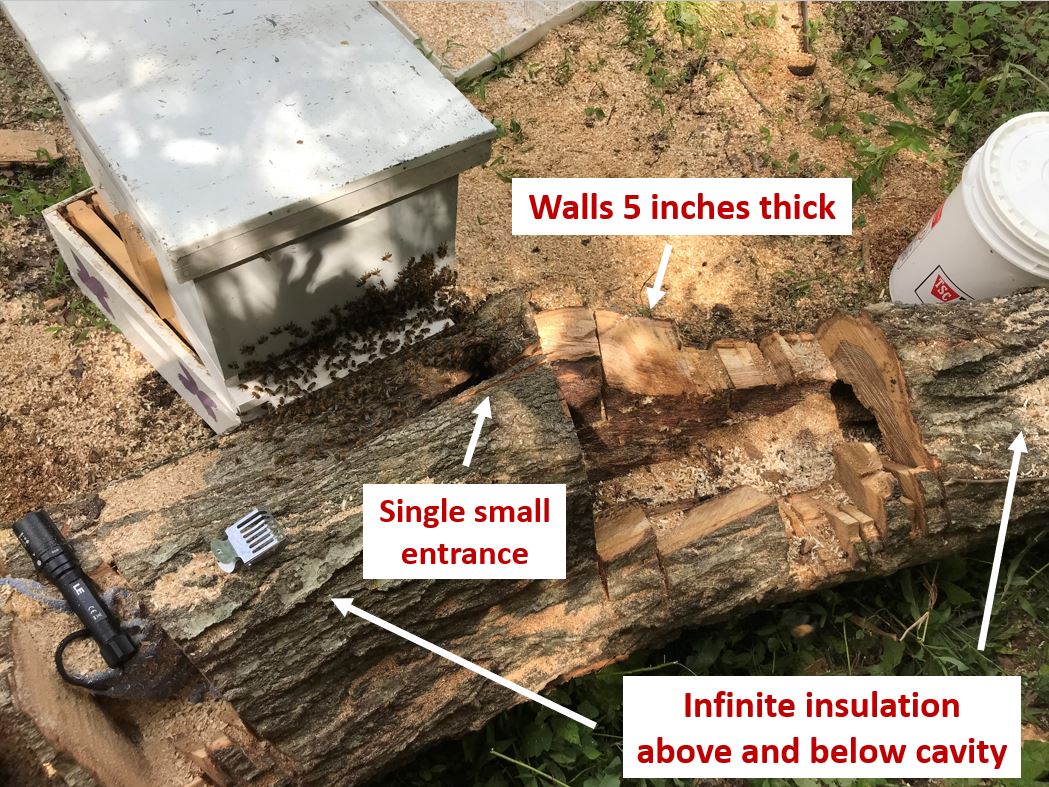 Figure 1. This tree cavity has a single lower entrance, five-inch-thick walls, and infinite insulation above and below the cavity. Photo Credit: Theresa Martin