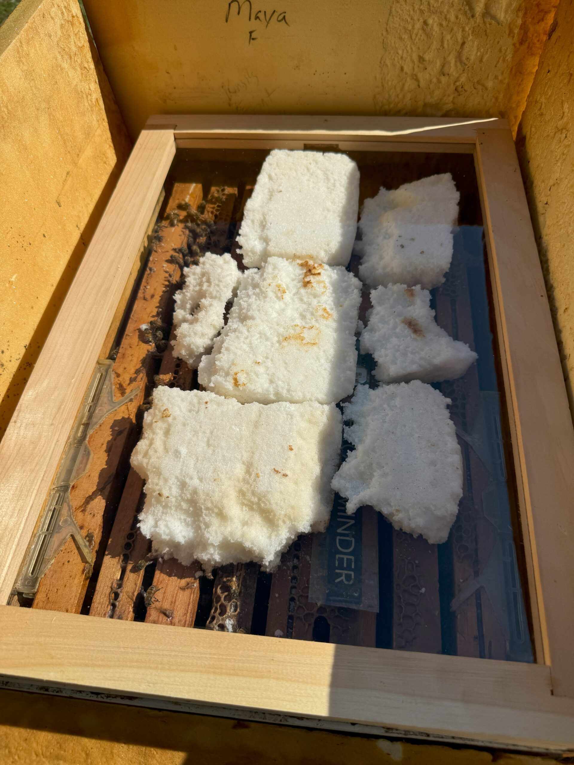Figure 6. Some of my hives have a plexiglass inner cover with zero upper entrance holes. The plexiglass makes it easy to check sugar patties without opening the hive. Photo Credit: Theresa Martin