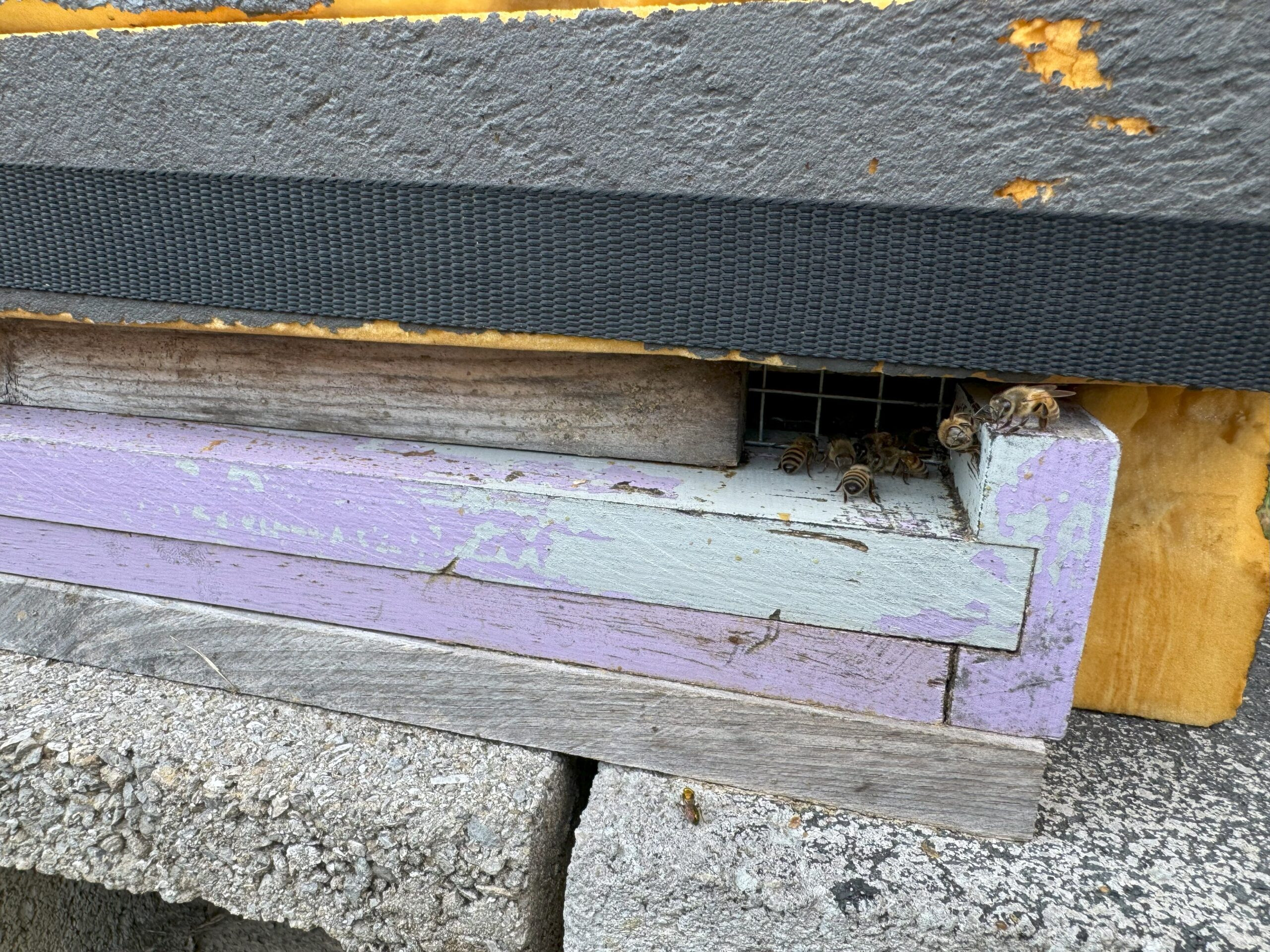 Figure 7. All my colonies go through Winter with a 2” x ¾” lower opening, which mimics the entrance size of most tree cavities.
Note this is the only opening, as there is no upper entrance.
Photo Credit: Theresa Martin