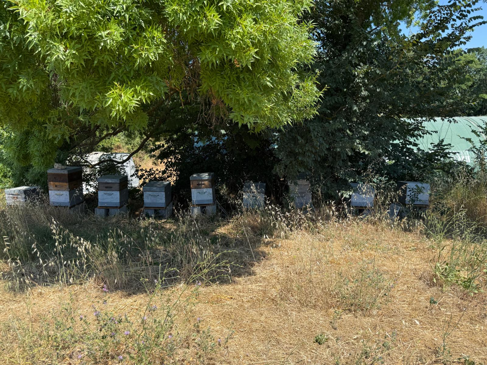 Figure 1 My daughter was excited to find
a shaded, secluded apiary in rural France.
Of course, I had asked her to watch for 
bee sightings.