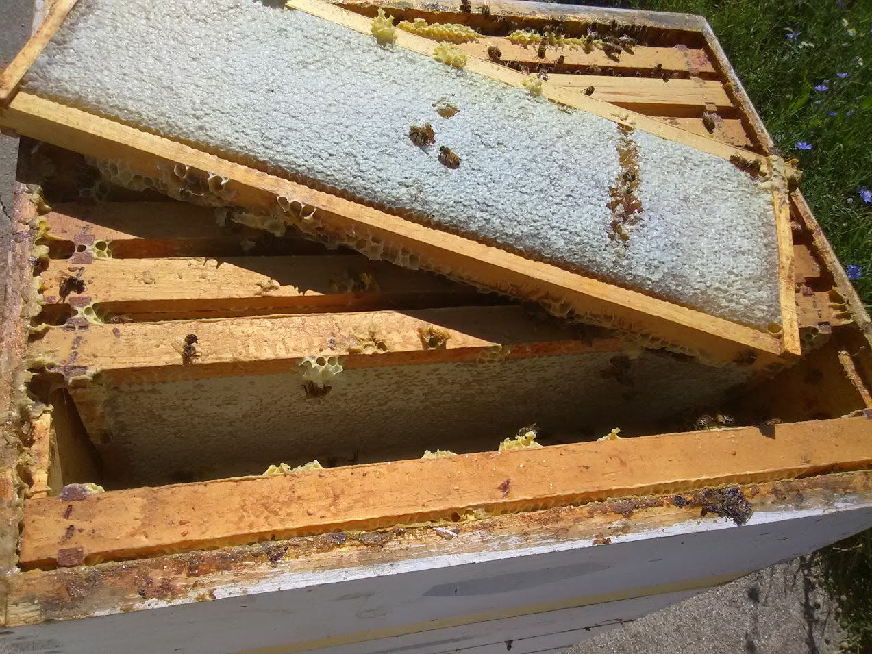 Capped honey ready for extraction. Notice how the bees have drawn the comb out farther in a nine frame honey super.
Photo credit: Richard Wahl.