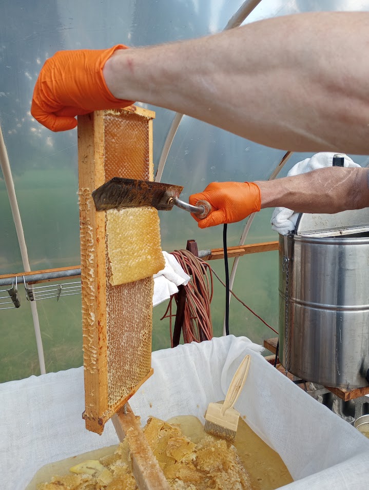 Using an uncapping knife over a collection tray lined with cheesecloth. Overnight the tray honey will drain through the cheesecloth. Photo Credit: Richard Wahl.