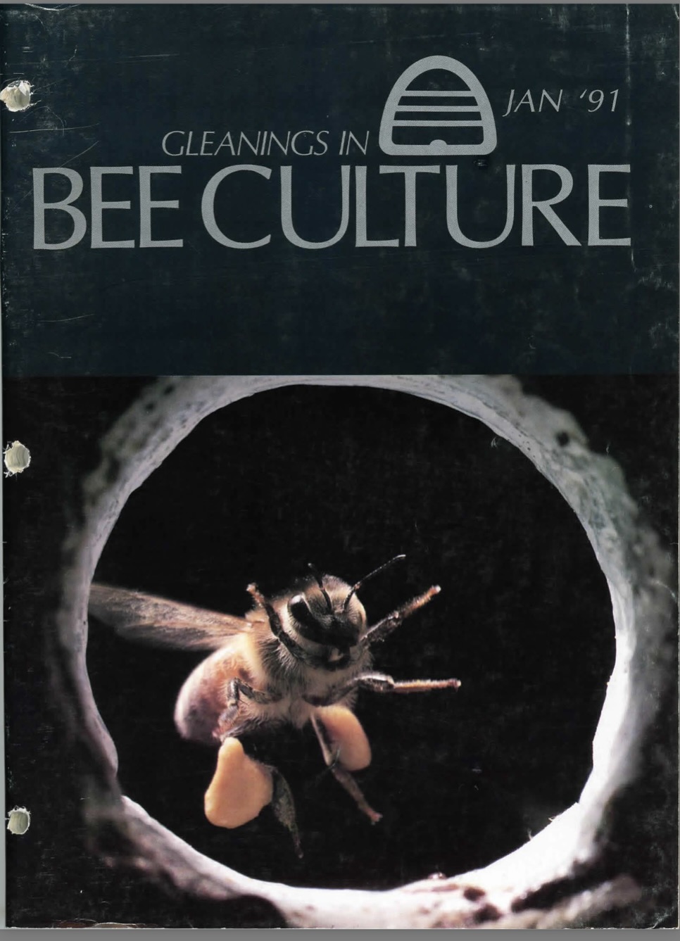 Bee Culture cover photo by Charles Hofmann, 1991