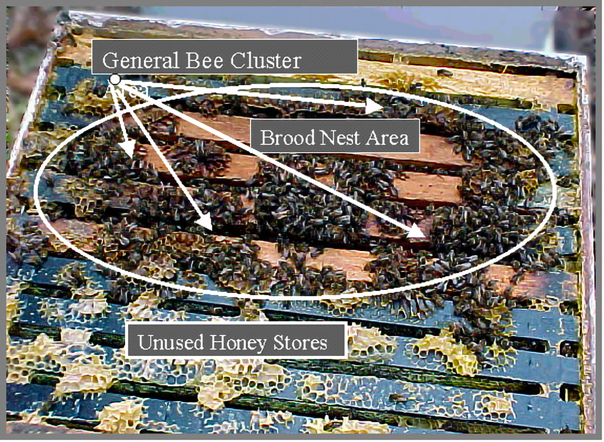 Figure 1. The biological configuration of a healthy wintering colony.