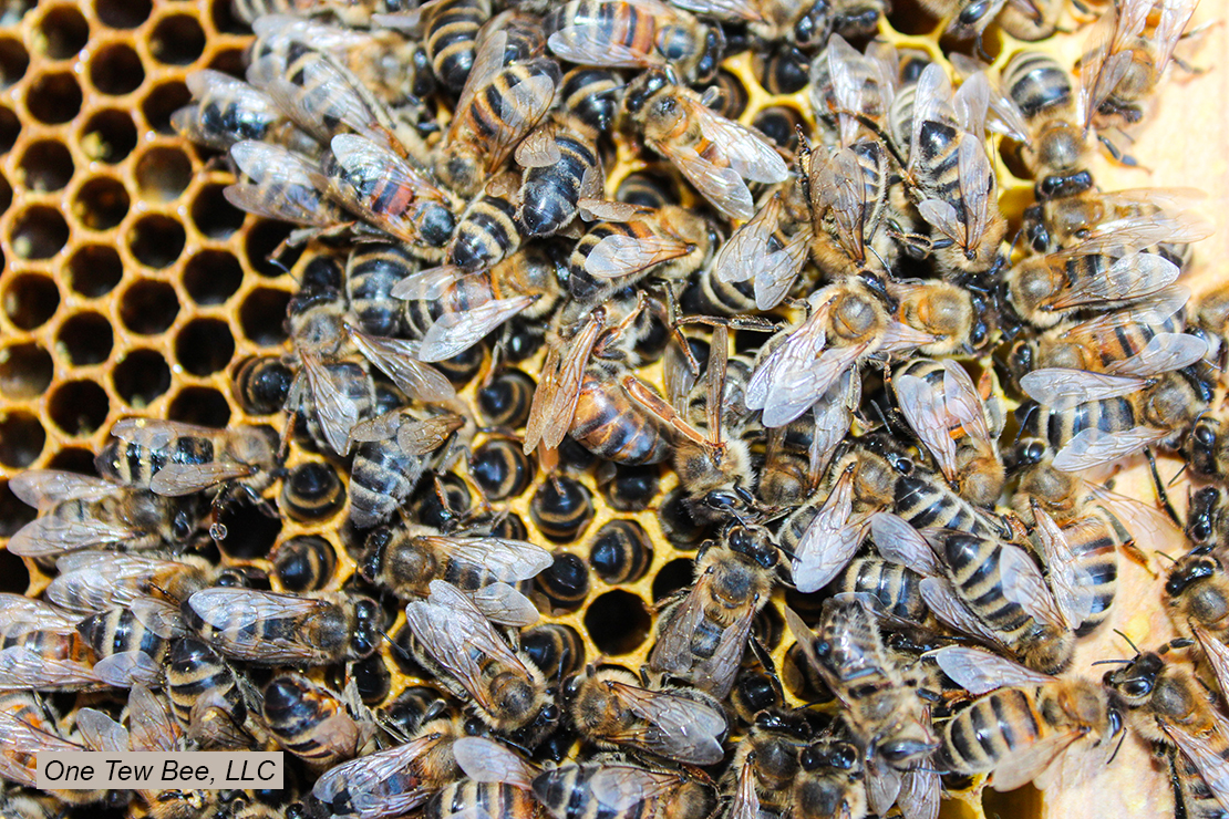 Figure 2. These bees are all dead. I promise. The dead queen can be seen in the center of the photo.
