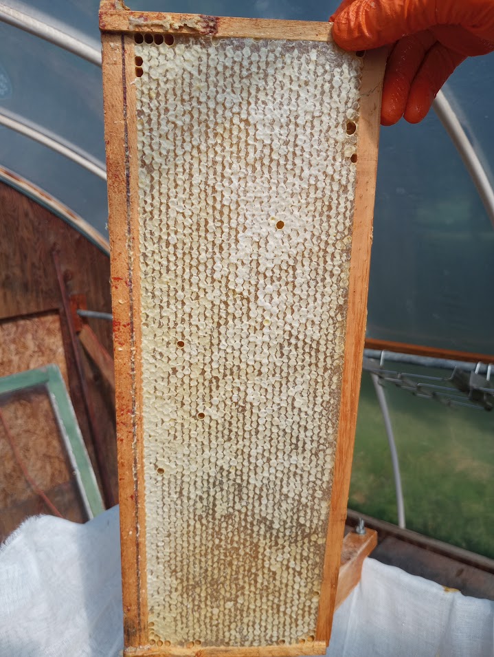Fully capped honey frame ready for uncapping and later wax collection from uncapping. Photo credit: Richard Wahl