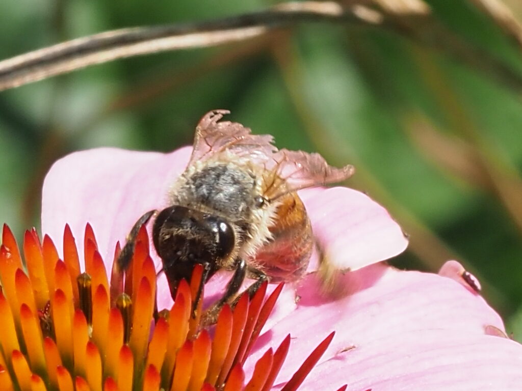 10. Photo Credit: Z. Allerton