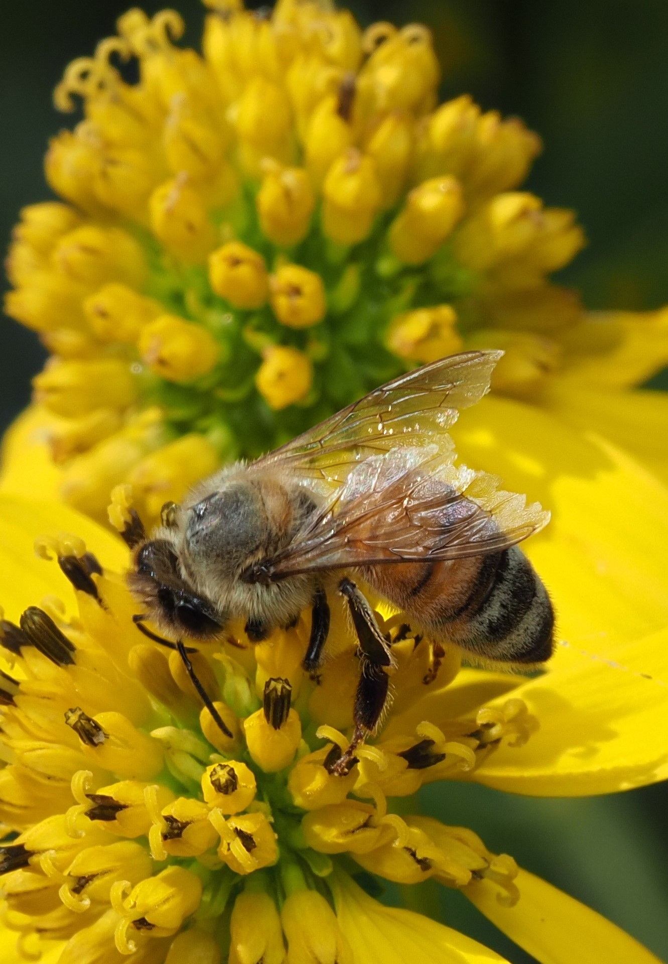 11. Photo Credit: Z. Allerton