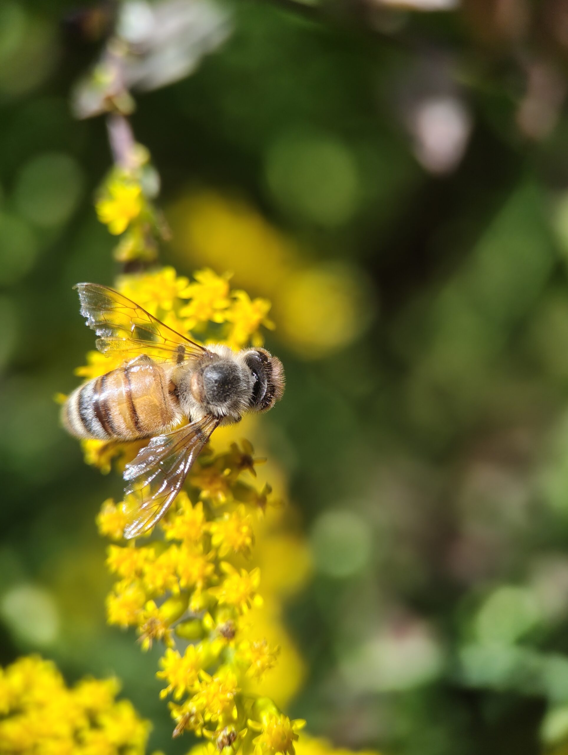 13. Photo Credit: V. Henry