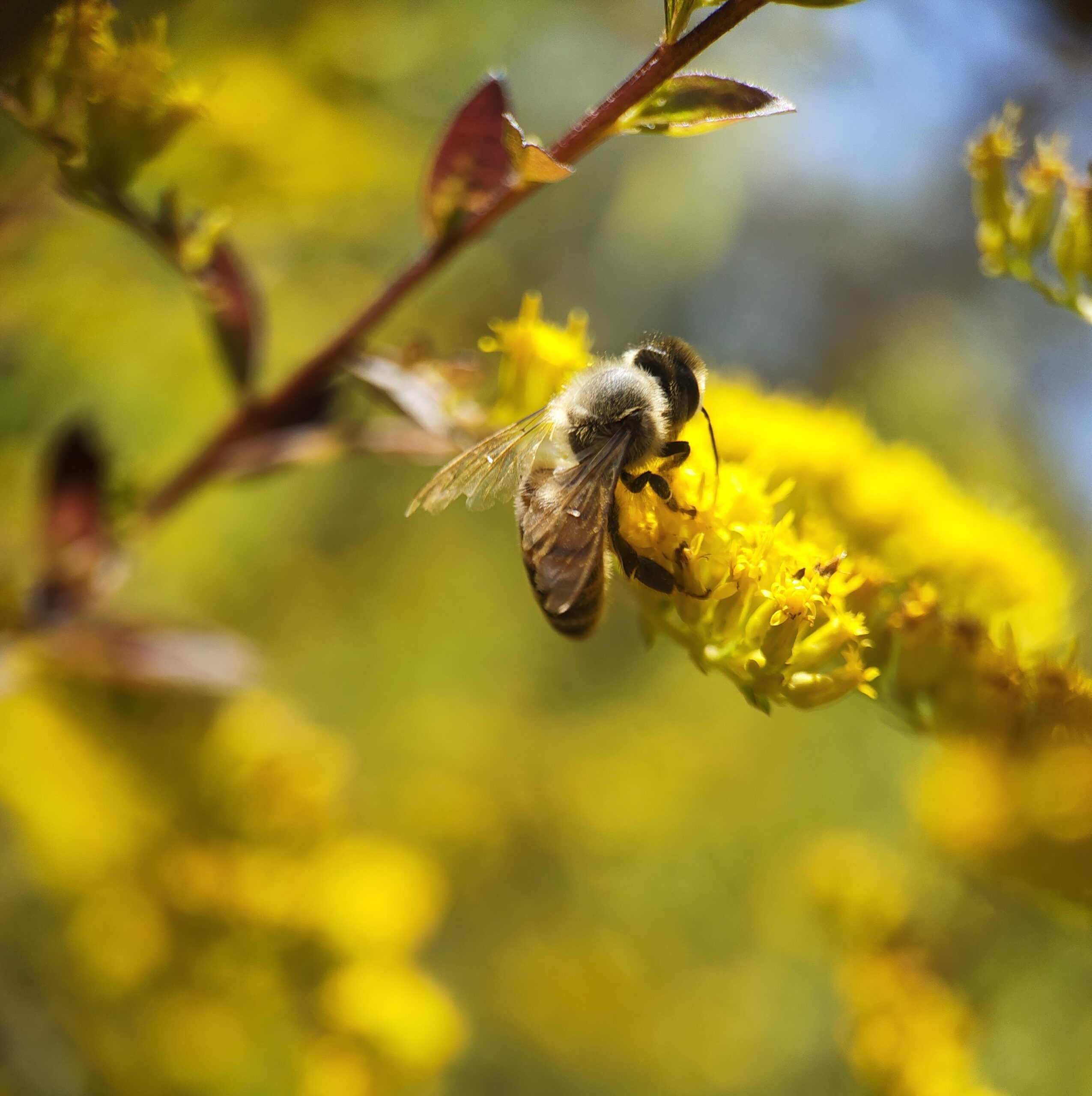 14. Photo Credit: V. Henry