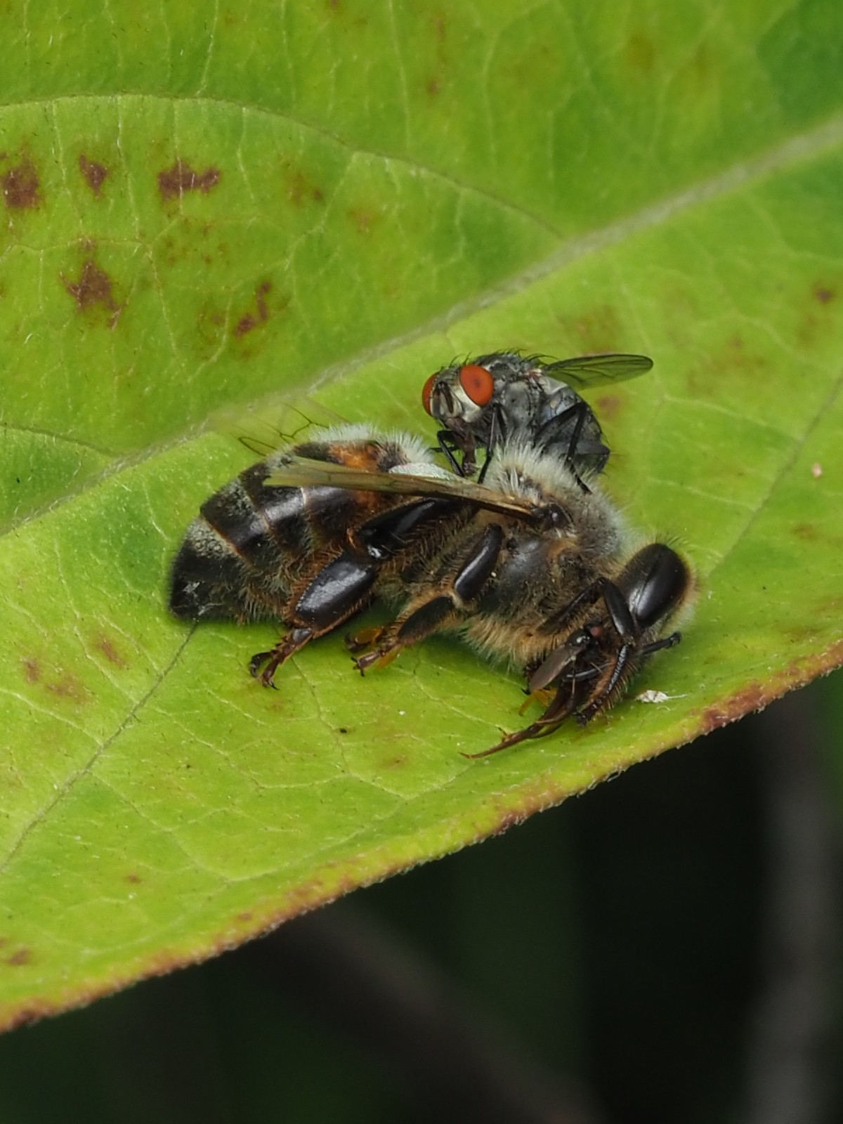 15. Photo Credit: Z. Allerton