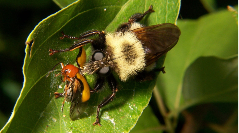 16. Photo Credit: Z. Allerton