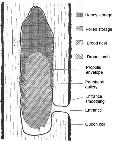 Figure 1. From their research, Seeley and Morse drew a generalized diagram of a typical tree cavity, complete with labels to show the location of each resource. Photo Credit: Seeley & Morse (1976), see references for full citation.