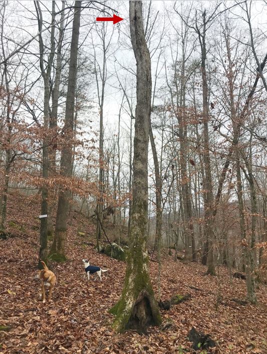 Figure 2. The red arrow indicates the entrance of this natural tree cavity which is about 30 feet above the ground.
Photo Credit: Theresa Martin