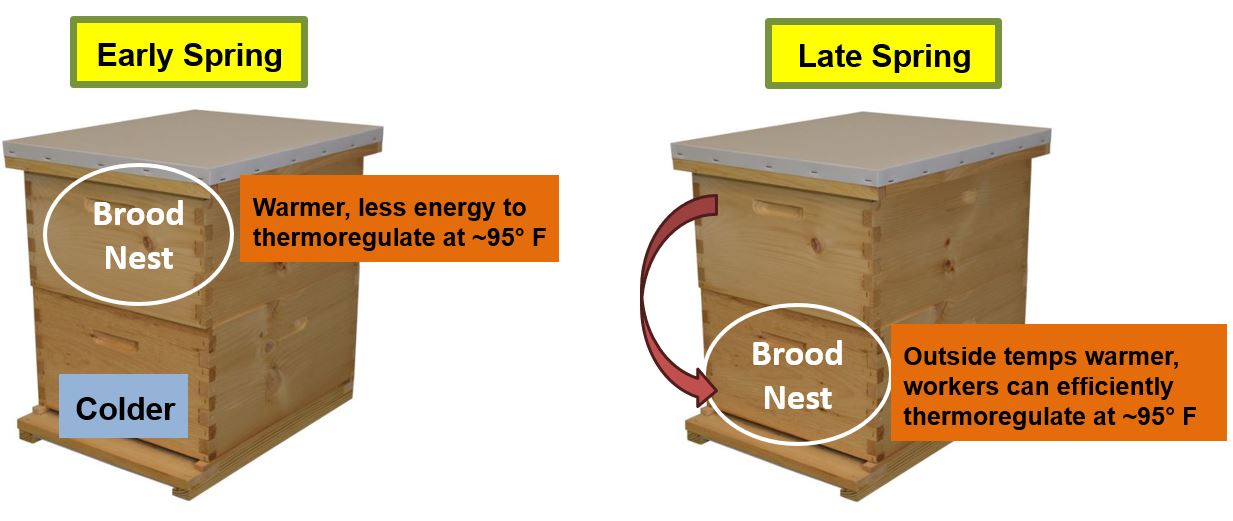 Figure 3. In early Spring, the queen sometimes lays in the top deep where it is warmer, as shown on the left. As spring temperatures warm, she moves down to the bottom deep, as shown on the right. Photo Credit: Theresa Martin