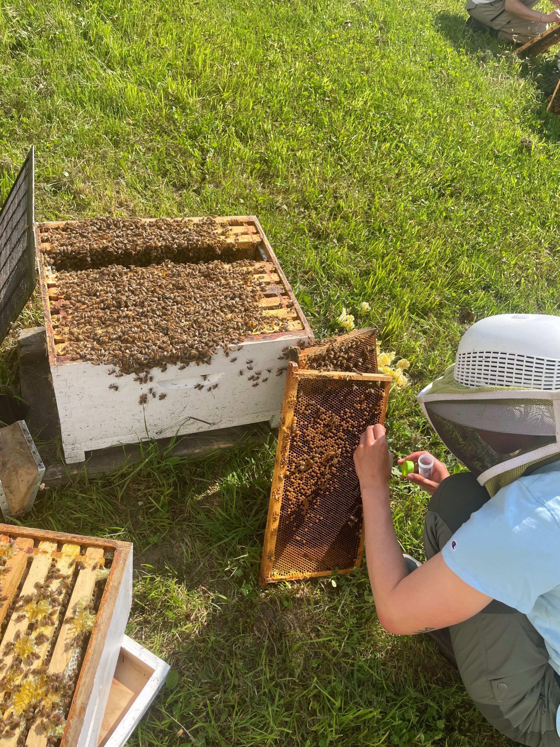 Sampling in colonies for ApiOmic genomic analyses (Photo Credit: A. Rousseau)