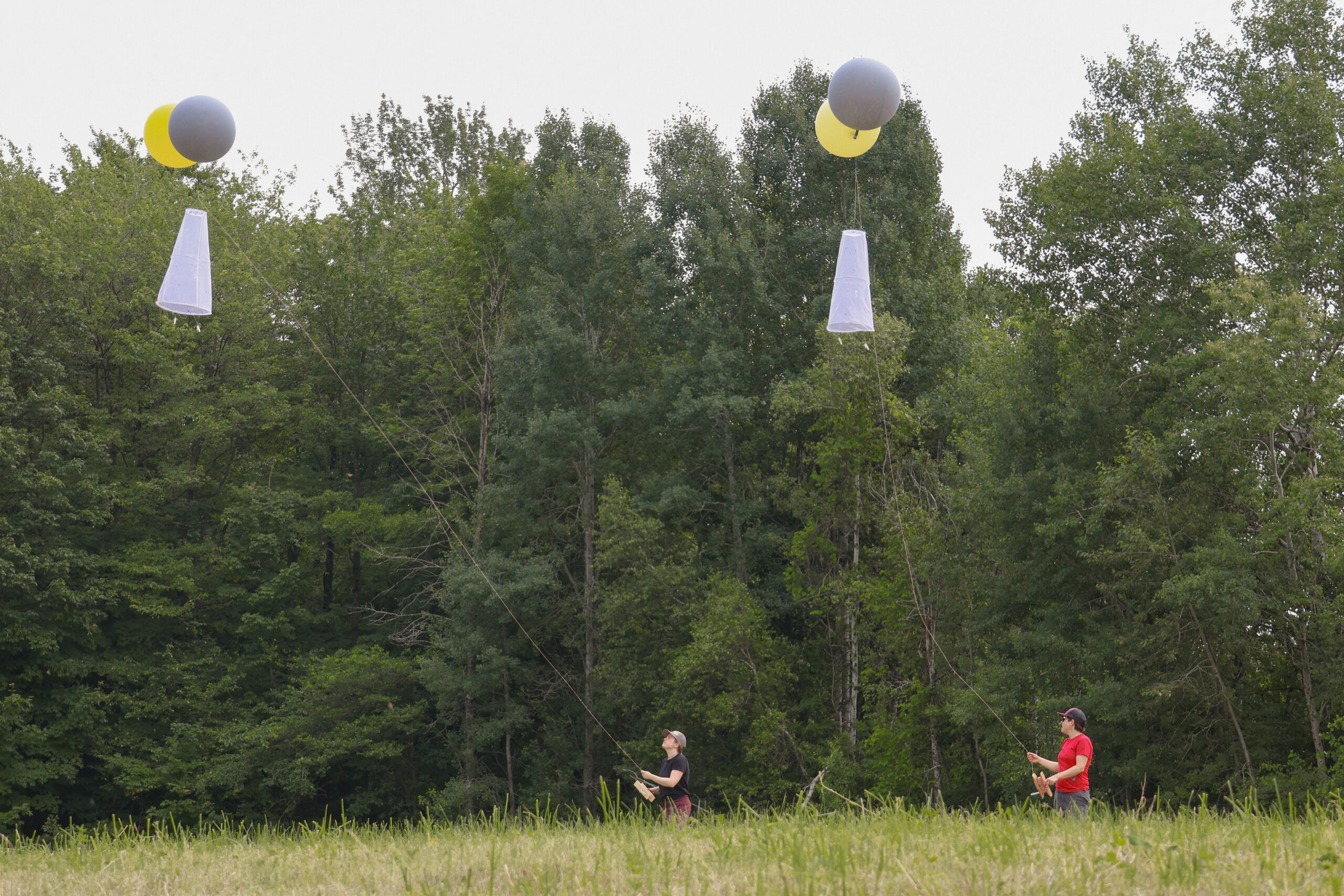 Drone traps to sample at the drone congregation area (Photo Credit: O. Baudet)