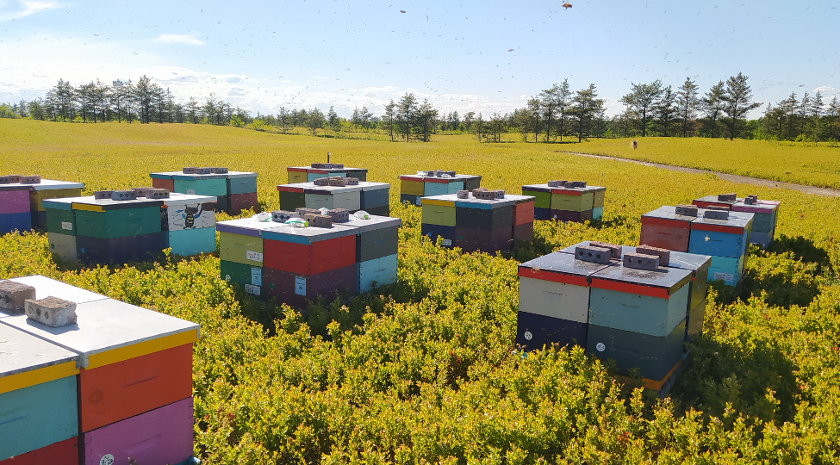Honey bee colonies in blueberry field in Lac St-Jean (Photo Credit: A. Quiroga Arcila)
