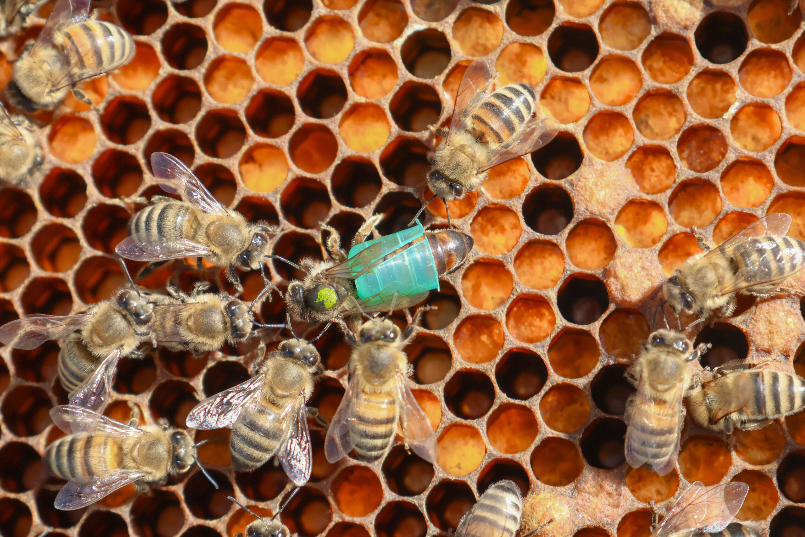 A queen with a ring that prevents egg laying (Photo Credit: O. Beaudet)