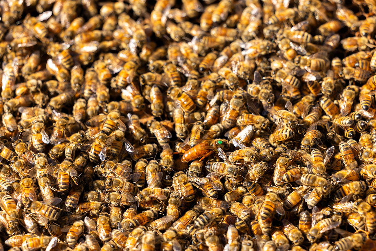 Tens of thousands of honey bees live together in each hive. Pictured here are honey bees on a hive frame, and the queen bee is identified near the center by her long abdomen and a green dot. (Photo by Dorothy Kozlowski)
