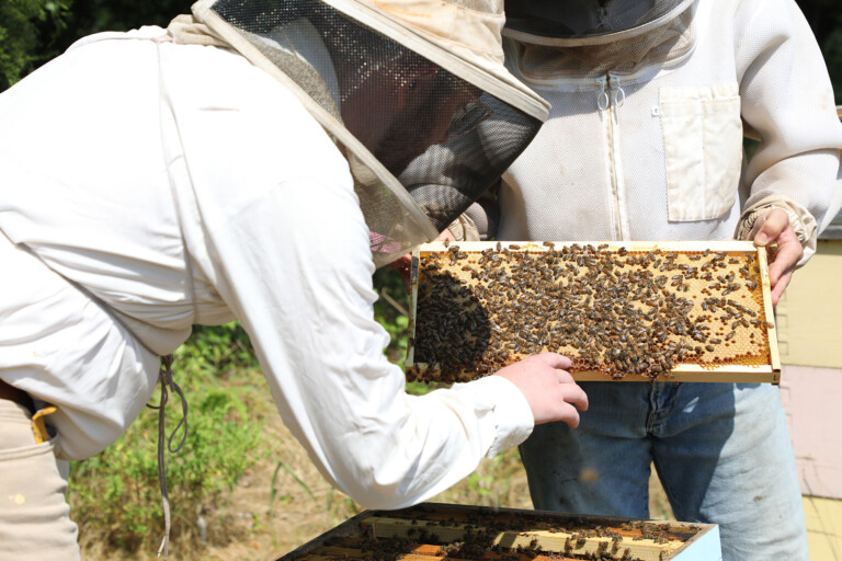 Bartlett examines honey bees on a hive frame. (Photo by Allyson Mann)
