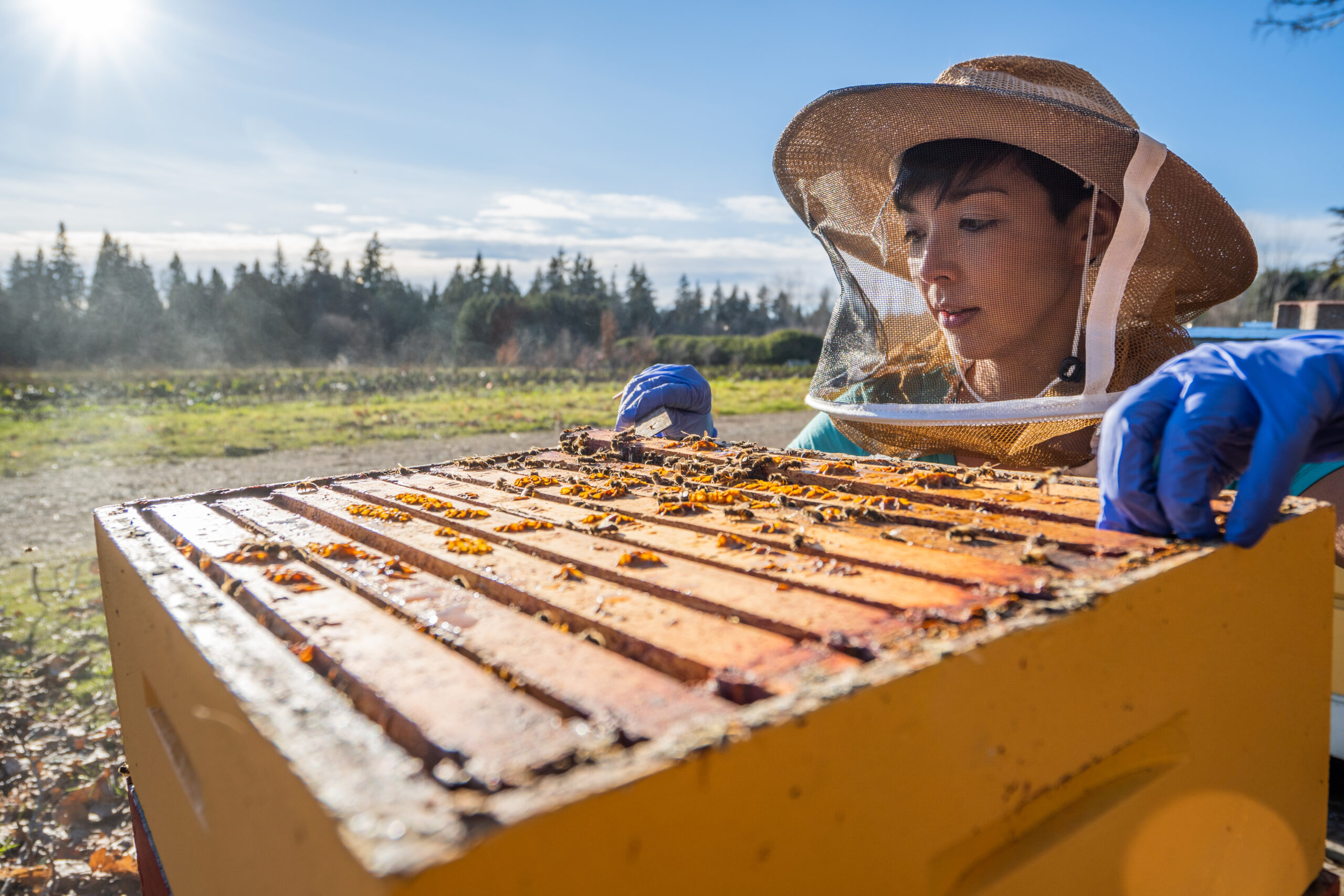 Dr. Alison McAfee inspecting a honey bee colony. Credit: Leslie Kennah