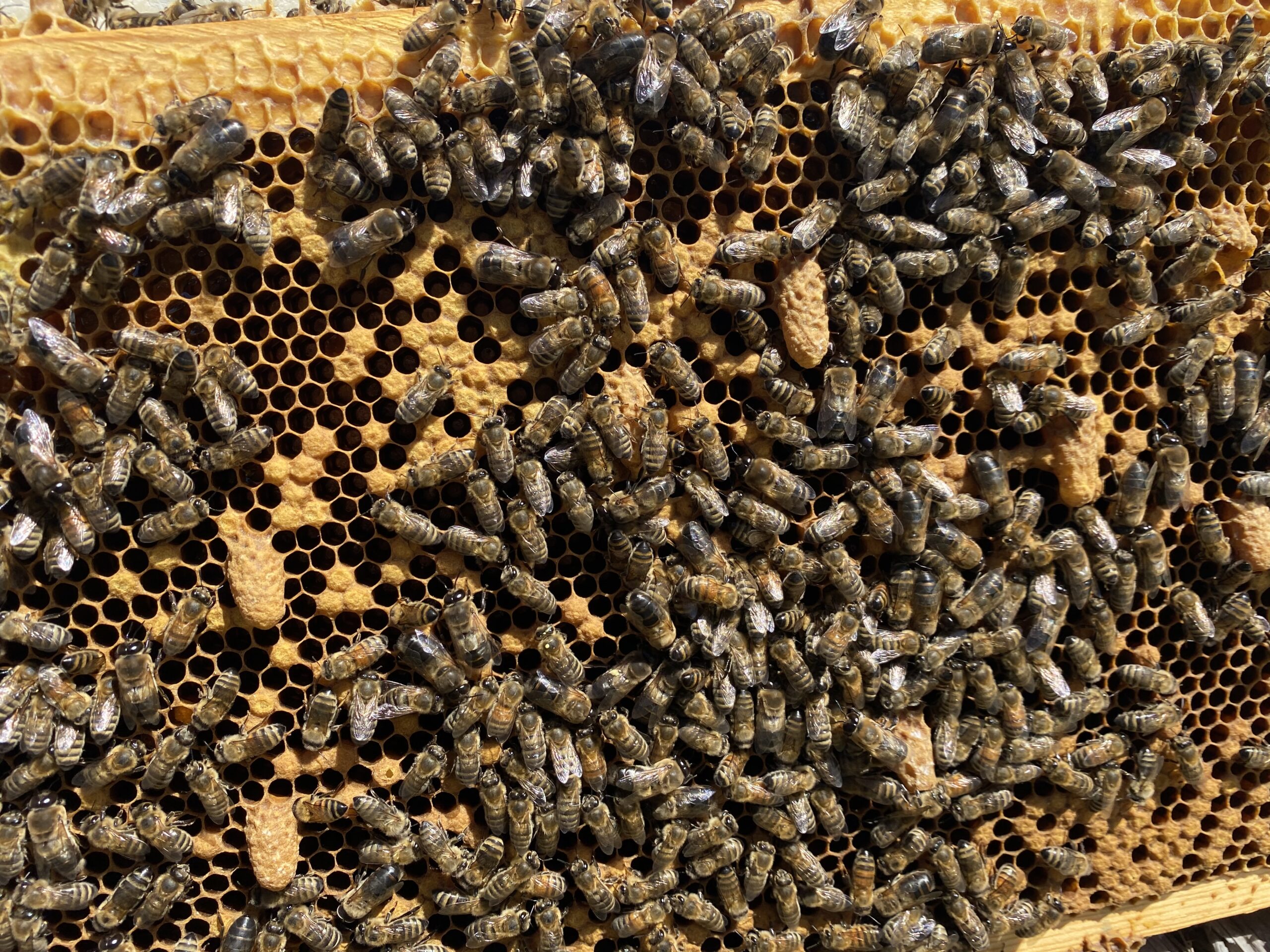 Several supersedure cells on a honey bee frame indicate that the worker bees are rearing replacement queens. Credit: Shelley Hoover