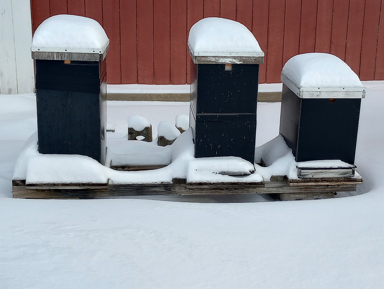 Some of my hives after a recent Winter snow.
Photo Credit: Richard Wahl