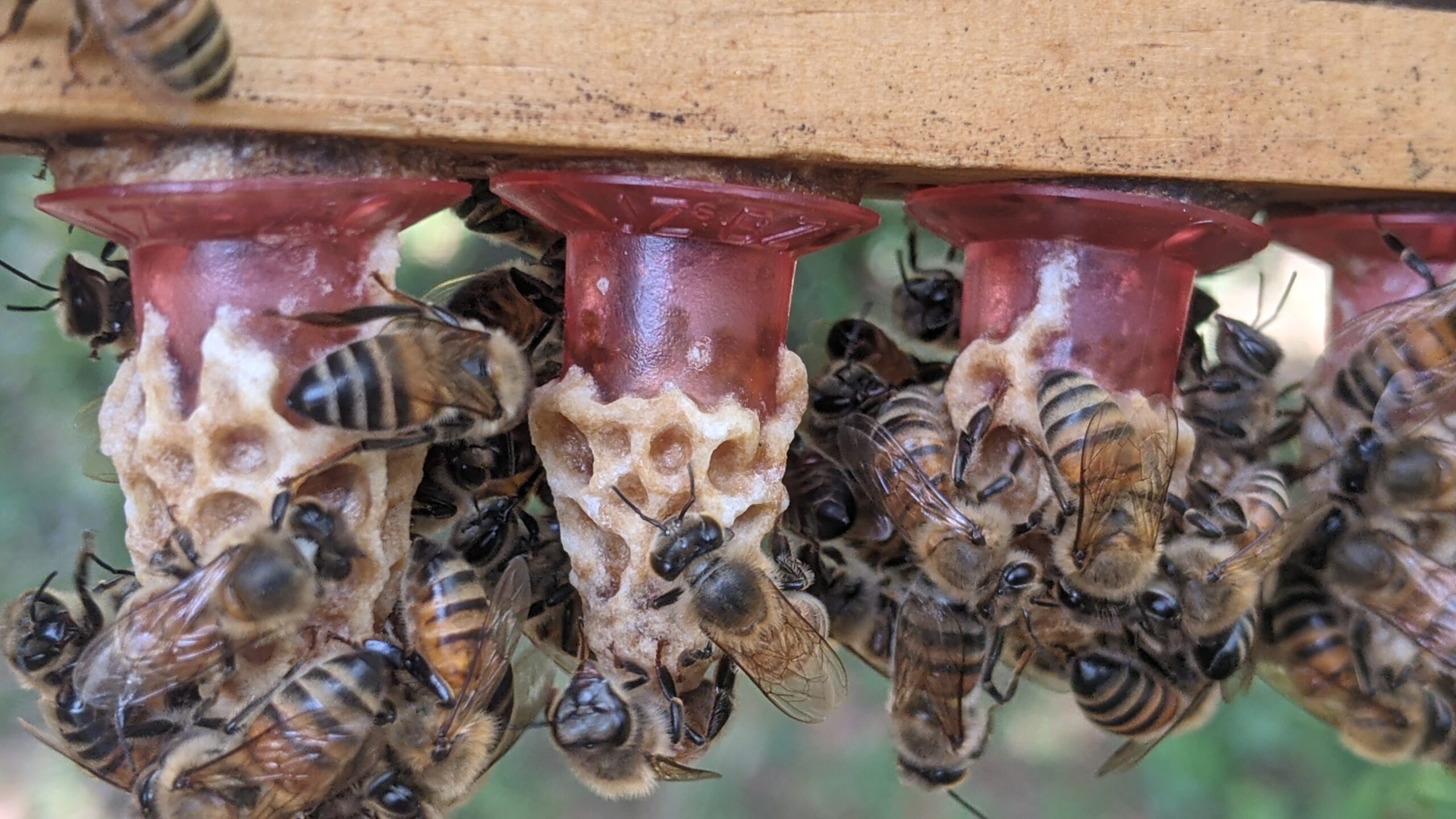 Queen cells. Photo Credit: Zachary Lamas