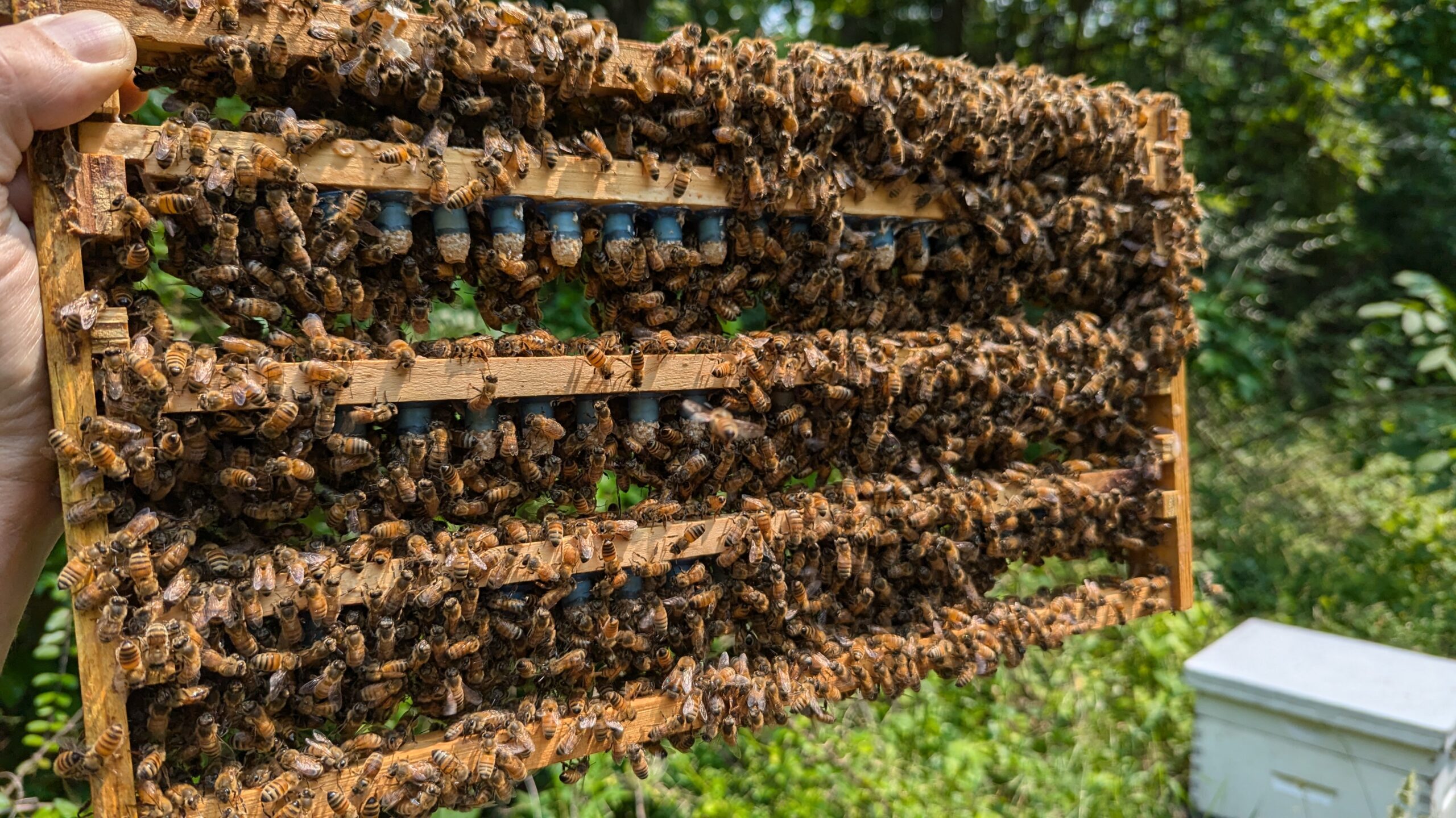 Queen cells. Photo Credit: Zachary Lamas