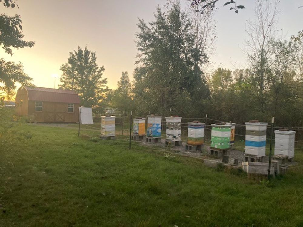 Figure 1. Bee yard at sunset.