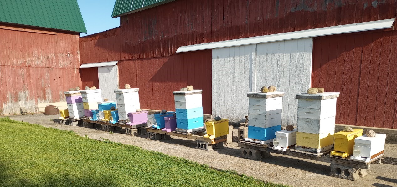 Hives with a mix of nucs as well as standard and screened bottom boards. Photo credit: Richard Wahl