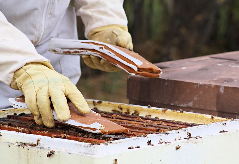 Pollen patty in cellophane wrap used when pollen is scarce or needed. Photo credit: Dave Meyer 2022-01-15 09:46:03.