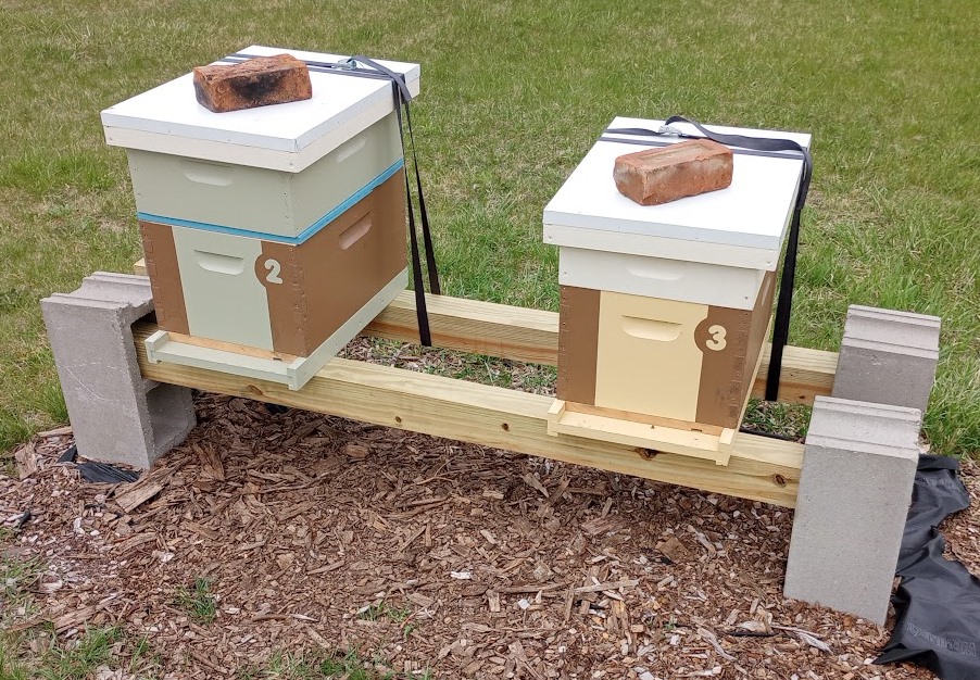Two hives belonging to a beginning beekeeper. Photo credit: Richard Wahl