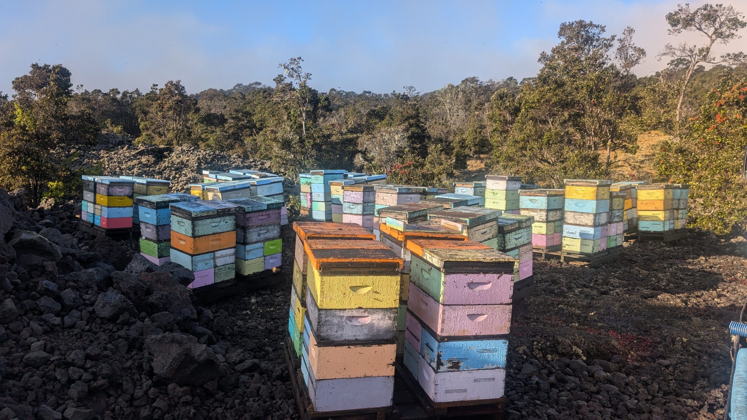 A small KQ beeyard in the high-elevation Saddle Road area. Credit: Jason Davis
