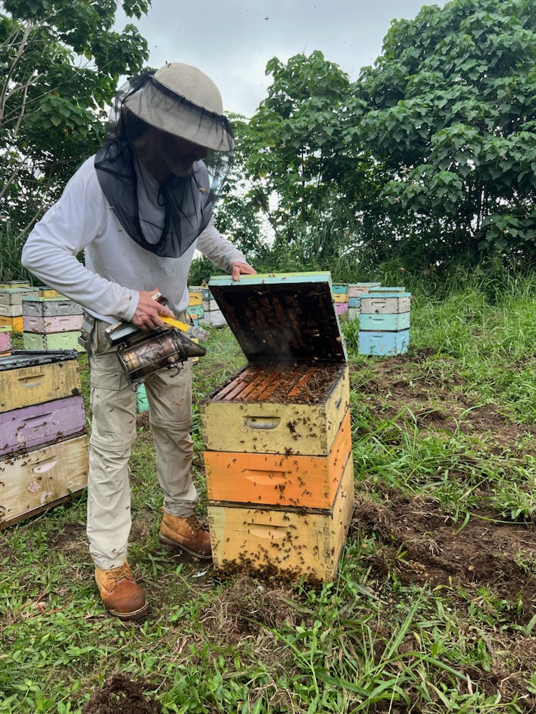 The author begins a hive inspection at a KQ bee yard. Credit: Ginnie Sweeney