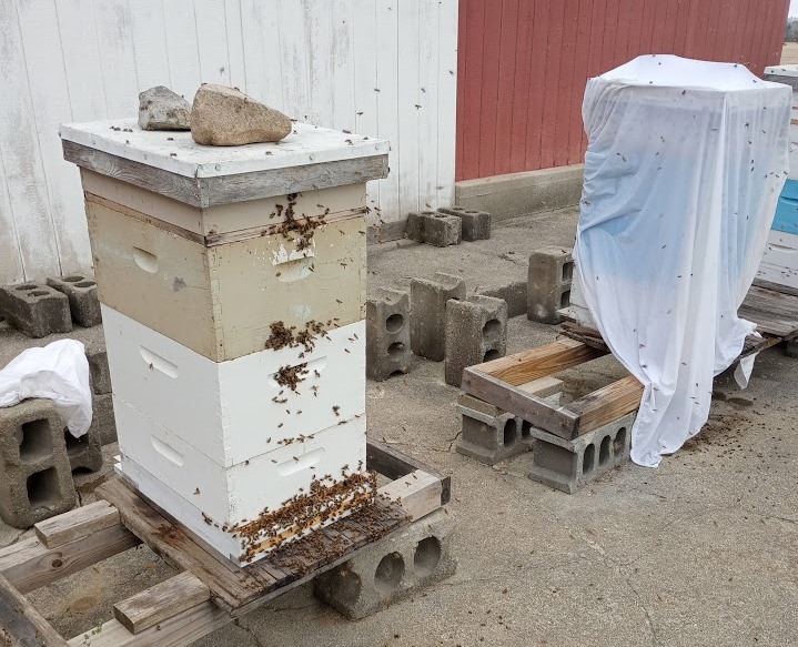 Robbing bees attacking the hive to the west after a wet sheet was placed over the first attacked hive. Photo credit: Richard Wahl