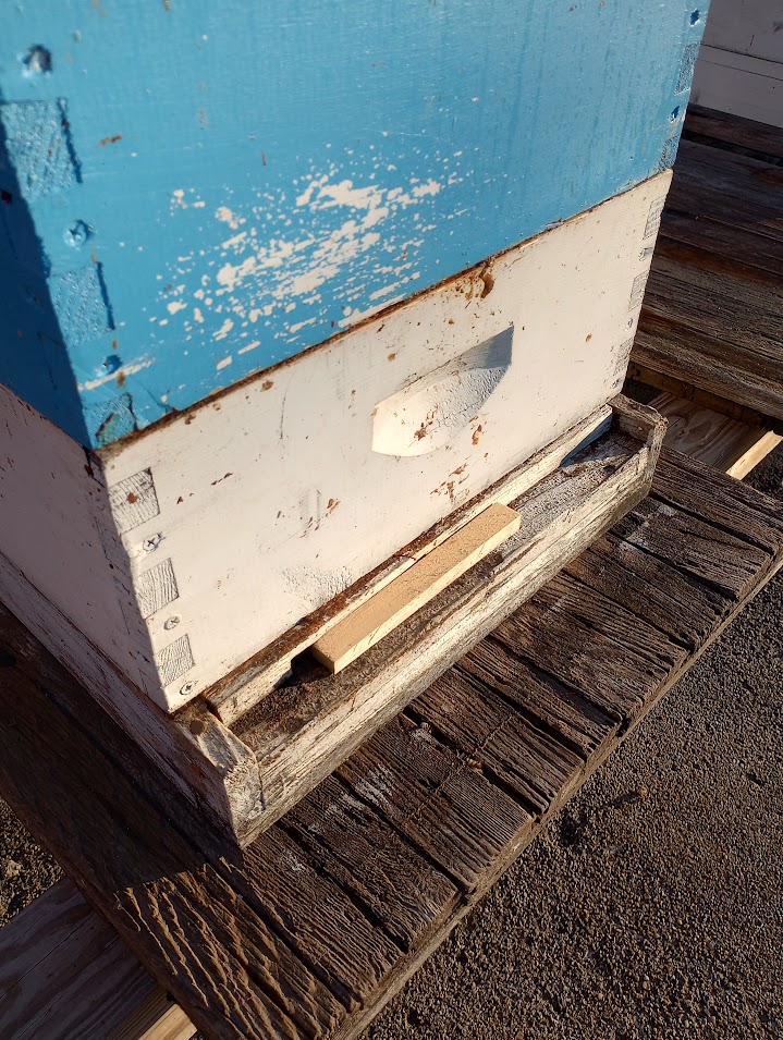 Entrance reduced farther with ¾ x ¾ inch stick.
Photo credit: Richard Wahl